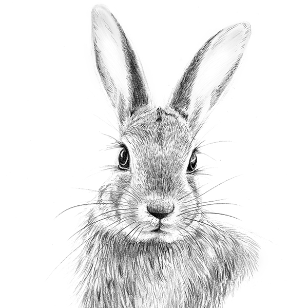 Little rabbit cub hand drawn sketch Farm animals Vector illustration  27615131 Vector Art at Vecteezy