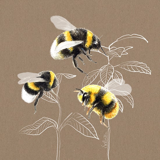 How to Draw a Bee