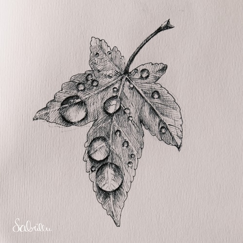 Leaf with water drops - pen & ink sketch - Tusche zeichnen Skizze