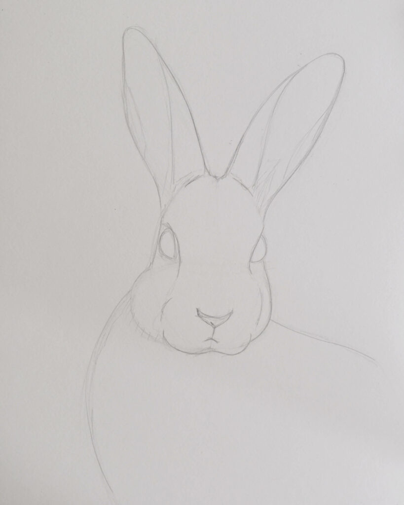 How to draw a rabbit with pencils - outlines - rough sketch