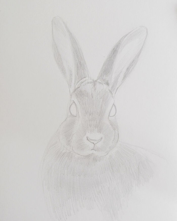 Rabbit Drawing Rough Draw a rabbit with pencils - Sabrina Hassler - Illustration & Drawing Blog
