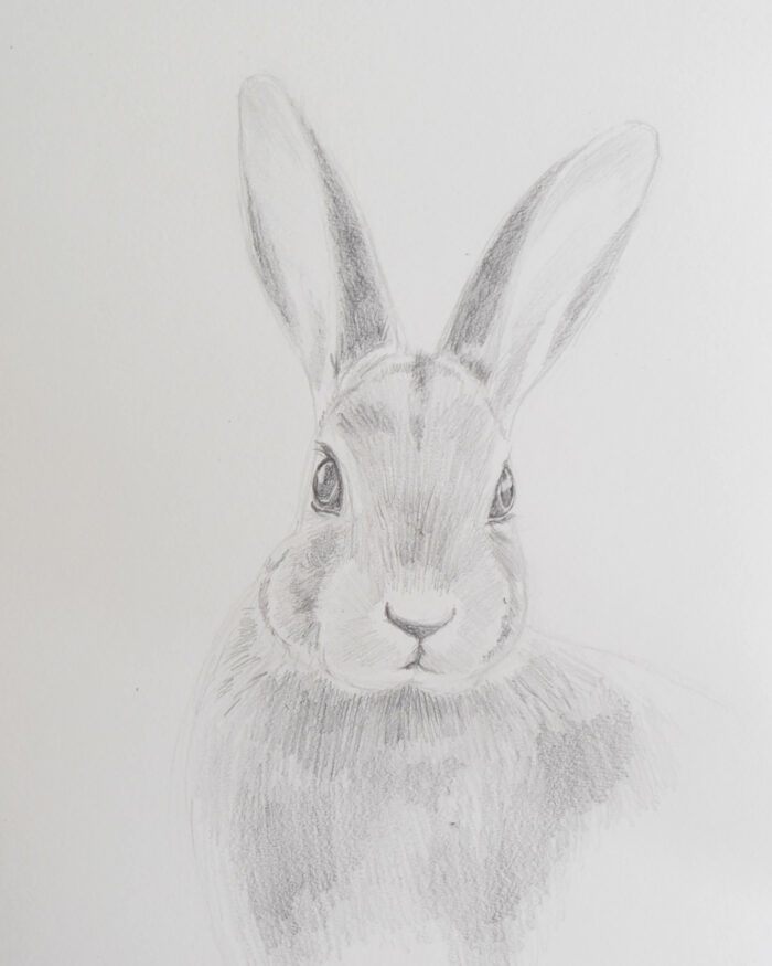 Draw a rabbit with pencils - Sabrina Hassler - Illustration & Drawing Blog