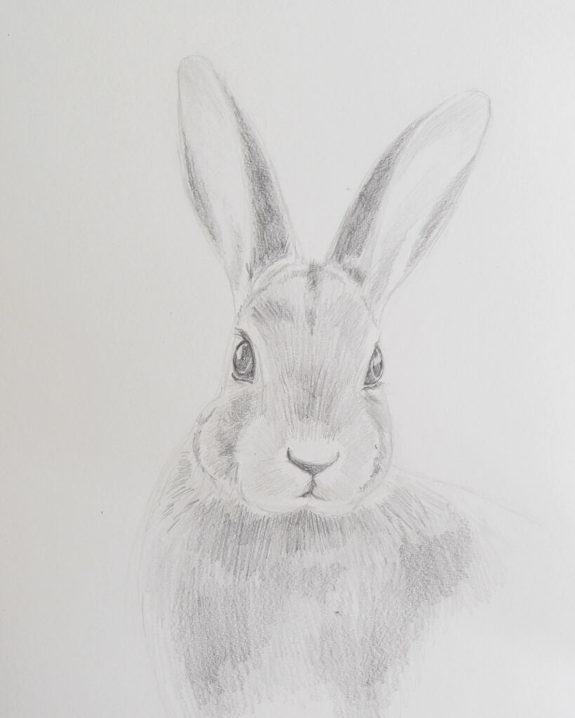 Draw a realistic rabbit with different pencils