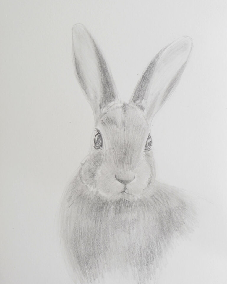 Draw a rabbit with pencils - Sabrina Hassler - Illustration & Drawing Blog