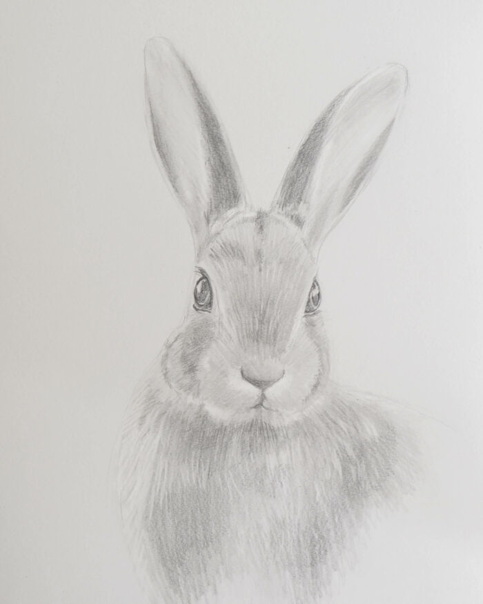 Draw a rabbit with pencils - Sabrina Hassler - Illustration & Drawing Blog