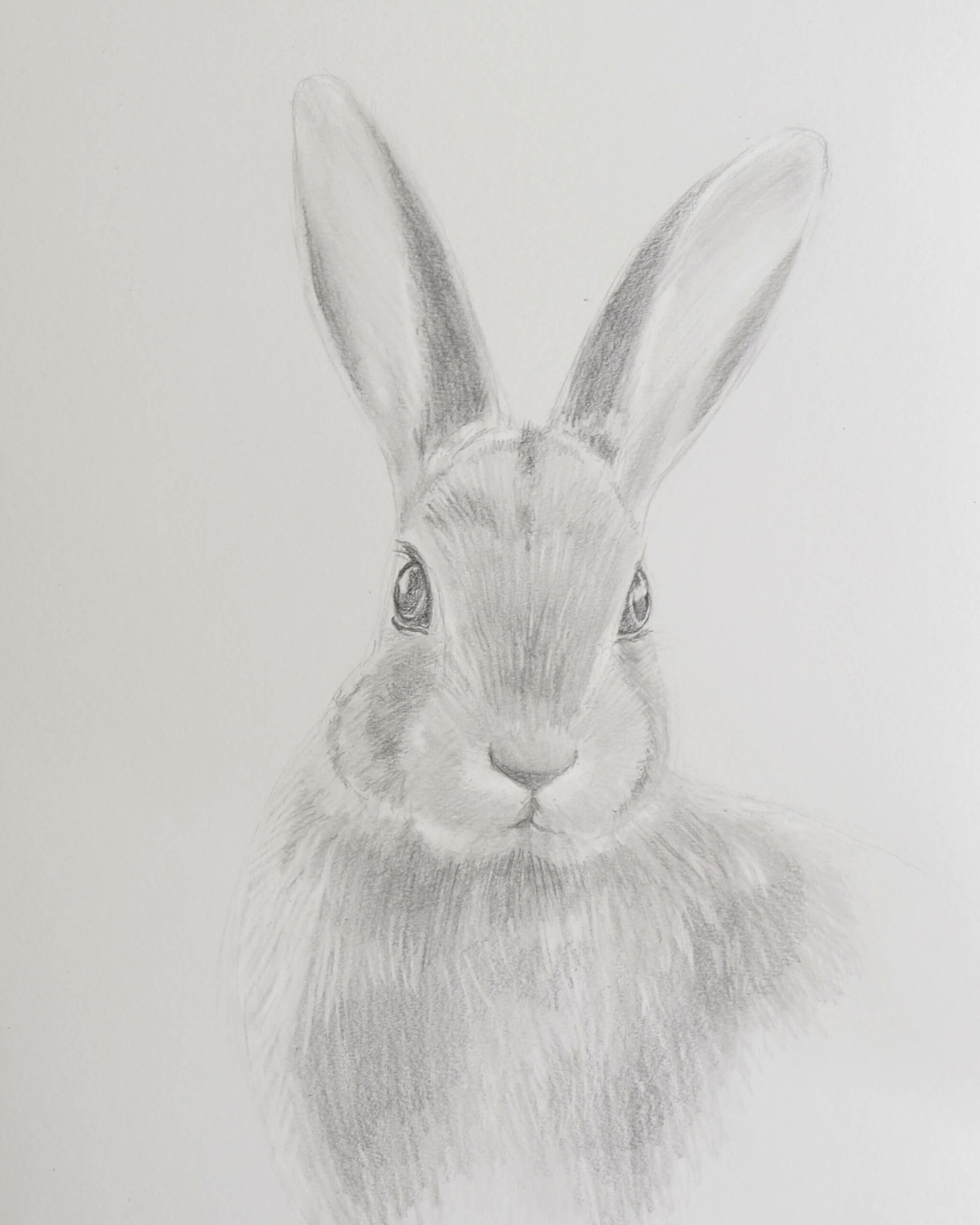 Draw a rabbit with pencils Sabrina Hassler Illustration & Drawing Blog