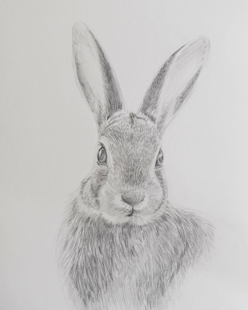 graphite drawing of a rabbit - video tutorial