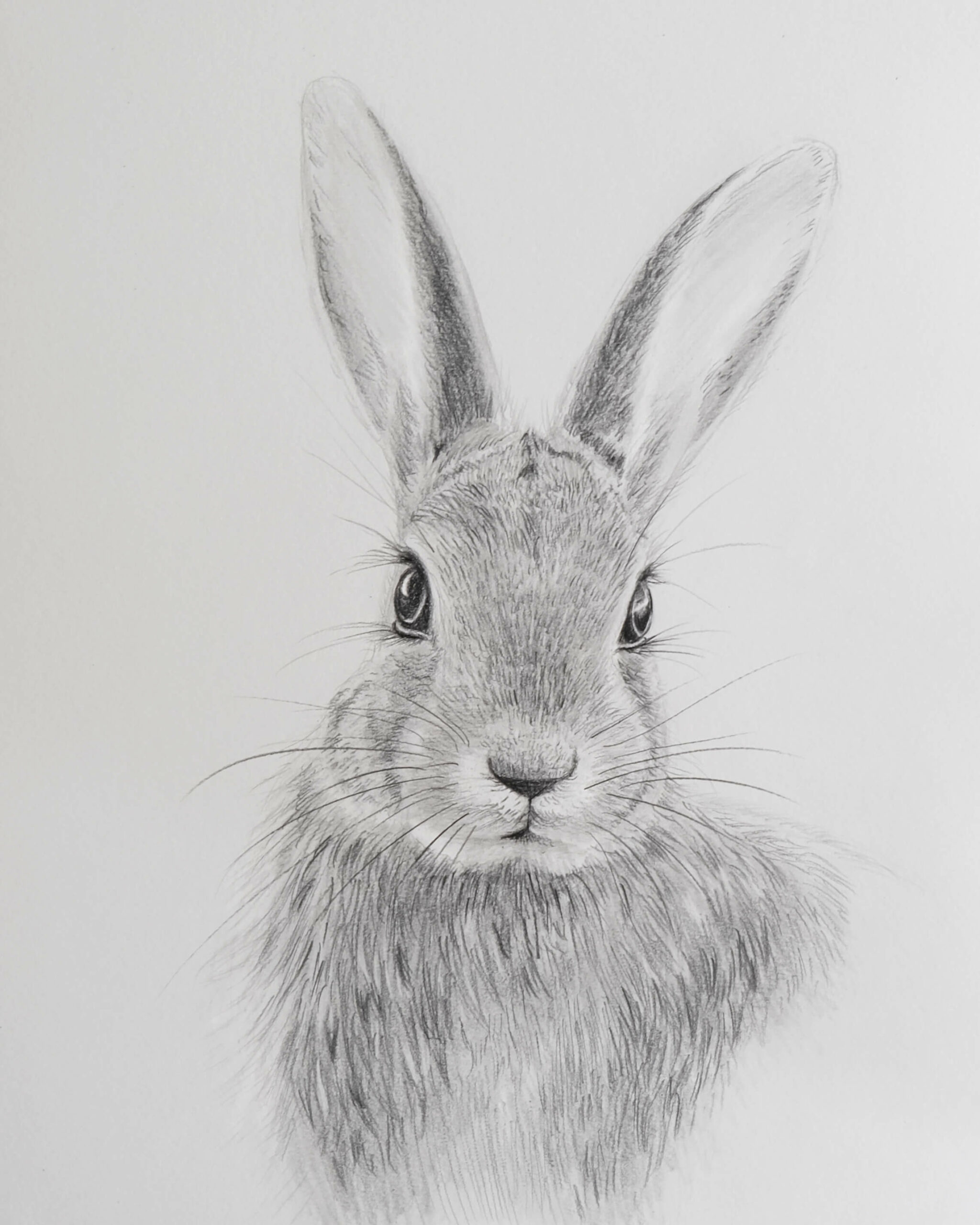 Rabbit Reference Drawing | Portal.drawing.edu.pl