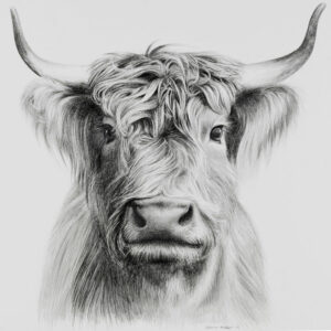 Kuhzeichnung, Highland cow Sabrina Hassler